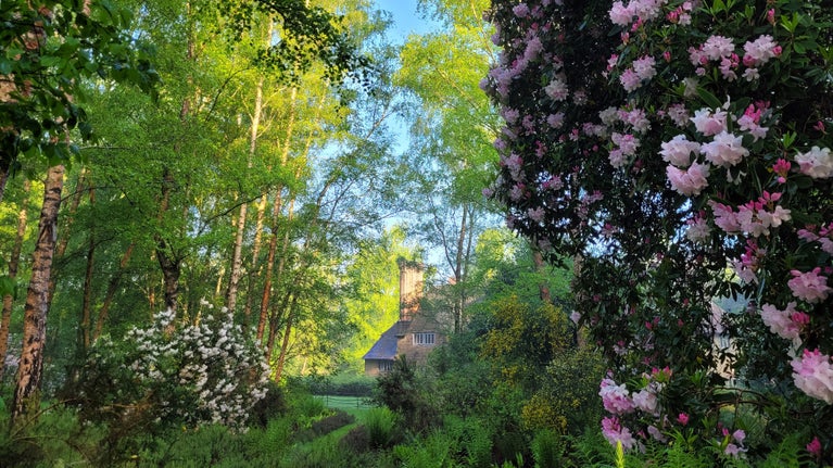 View from a dense woodland with a large pink flowering Rhododendron